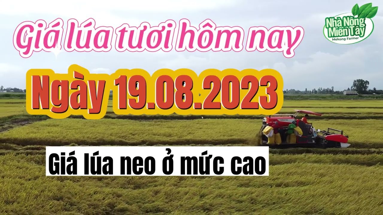 rice and paddy prices today