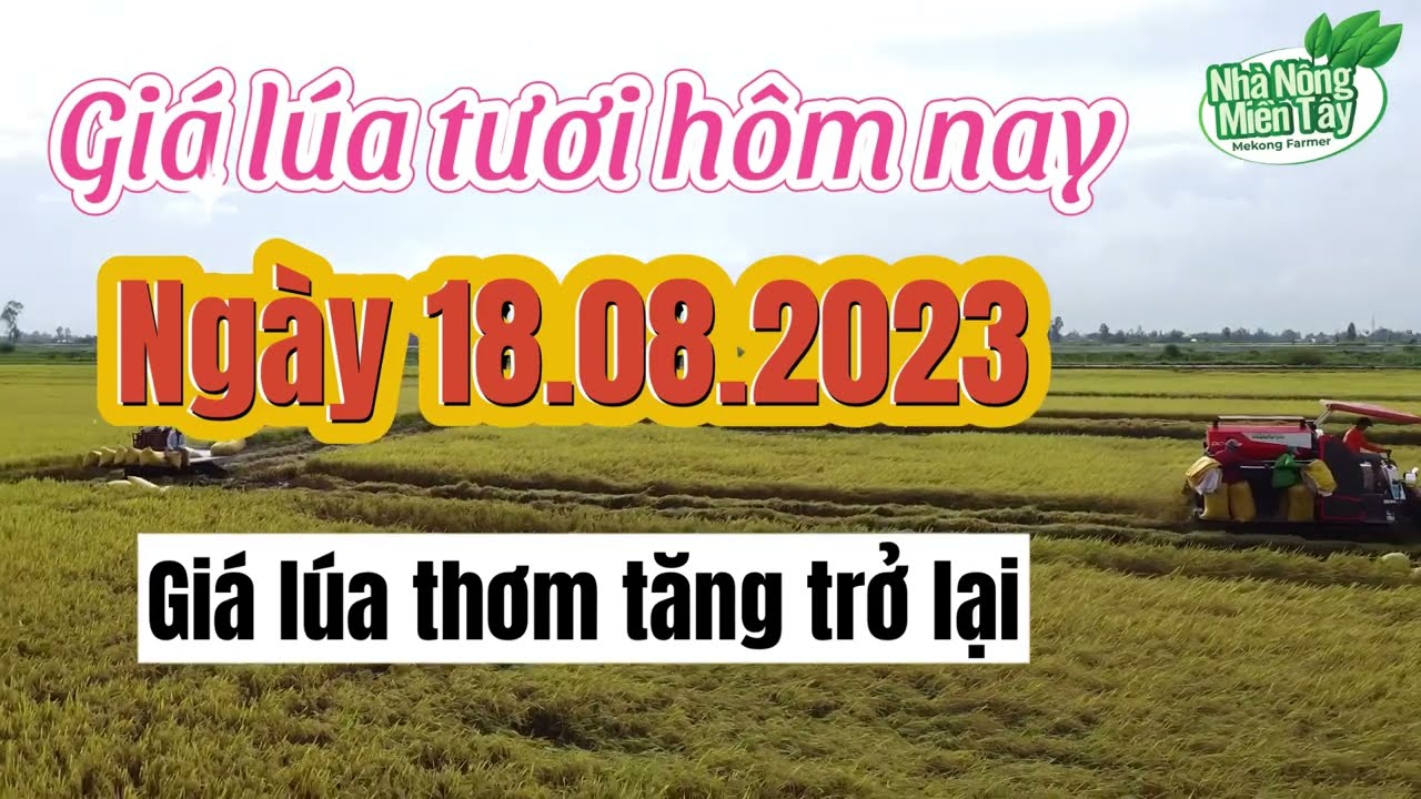 rice and paddy prices today