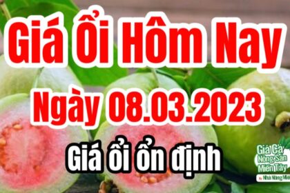 guava price March 8, 2023