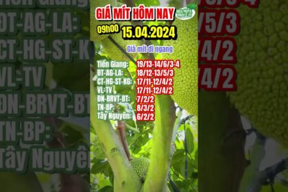 Thai jackfruit prices today