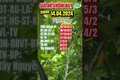 Thai jackfruit prices today