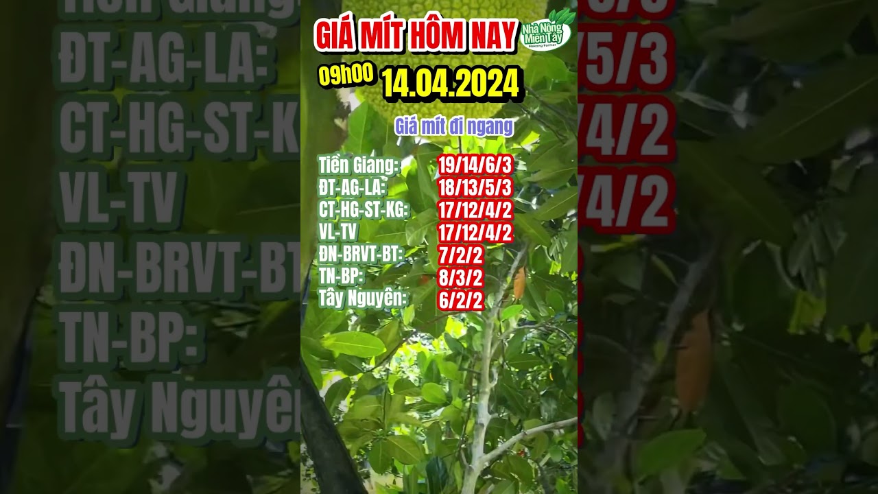 Thai jackfruit prices today