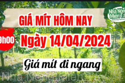 Thai jackfruit prices today