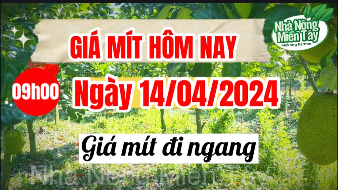 Thai jackfruit prices today