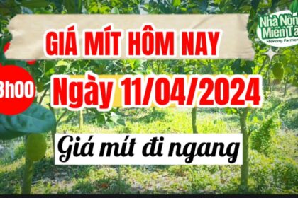 Thai jackfruit prices today
