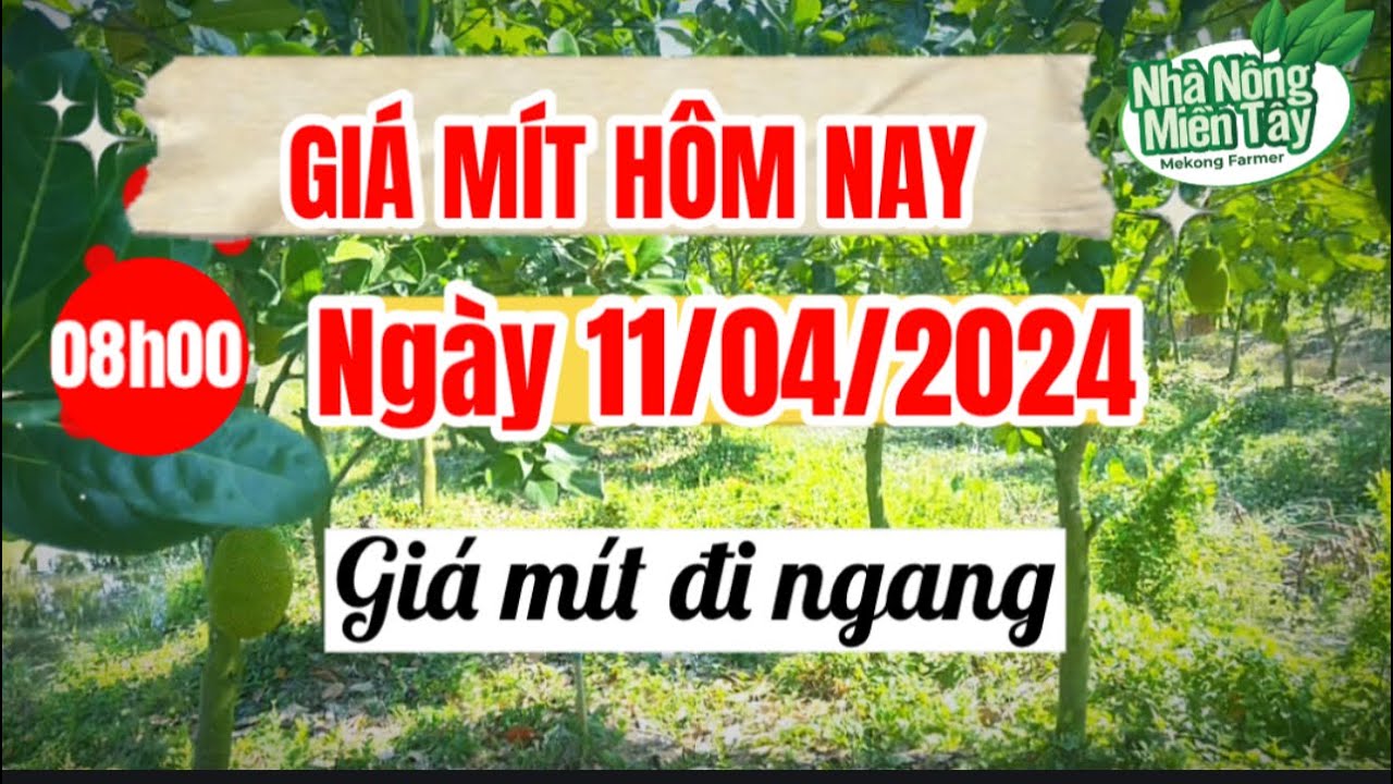 Thai jackfruit prices today