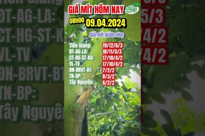 Thai jackfruit prices today