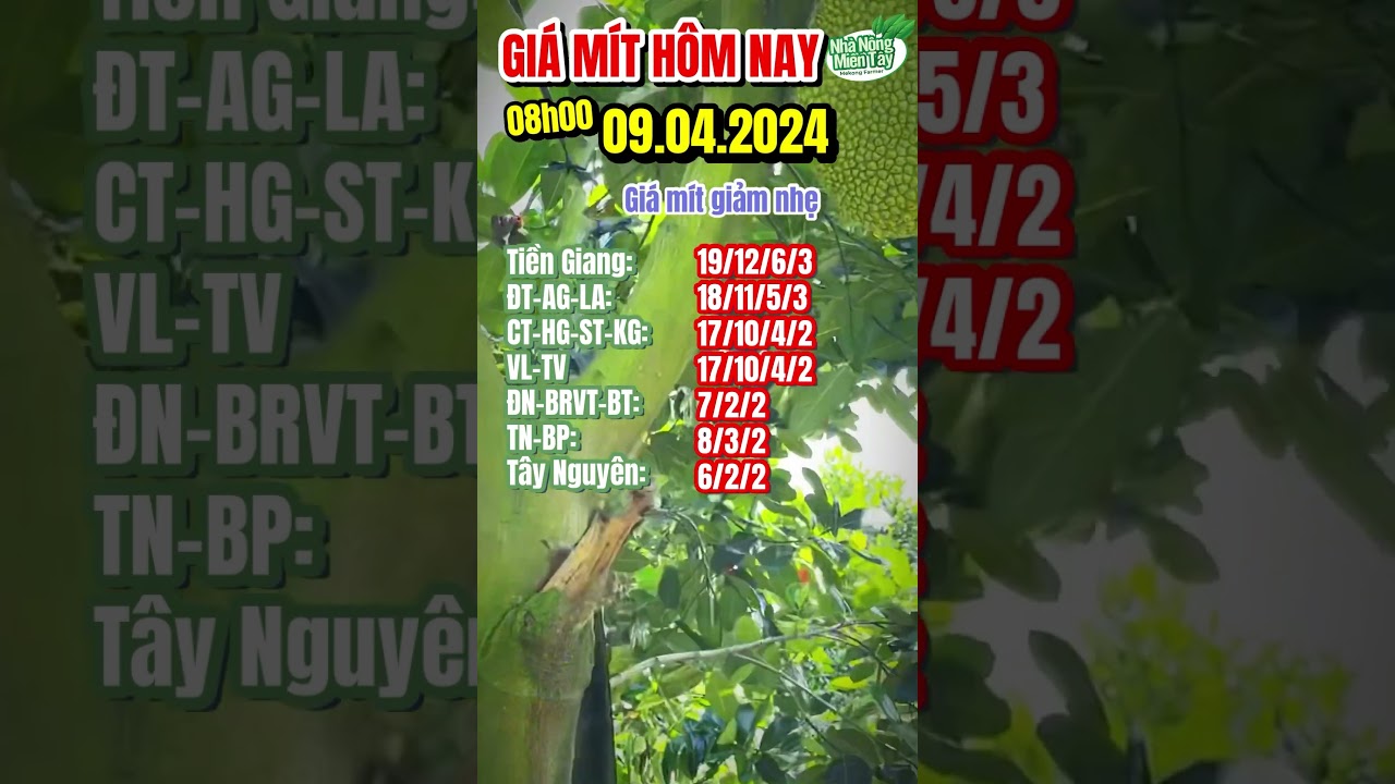 Thai jackfruit prices today