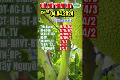 Thai jackfruit prices today