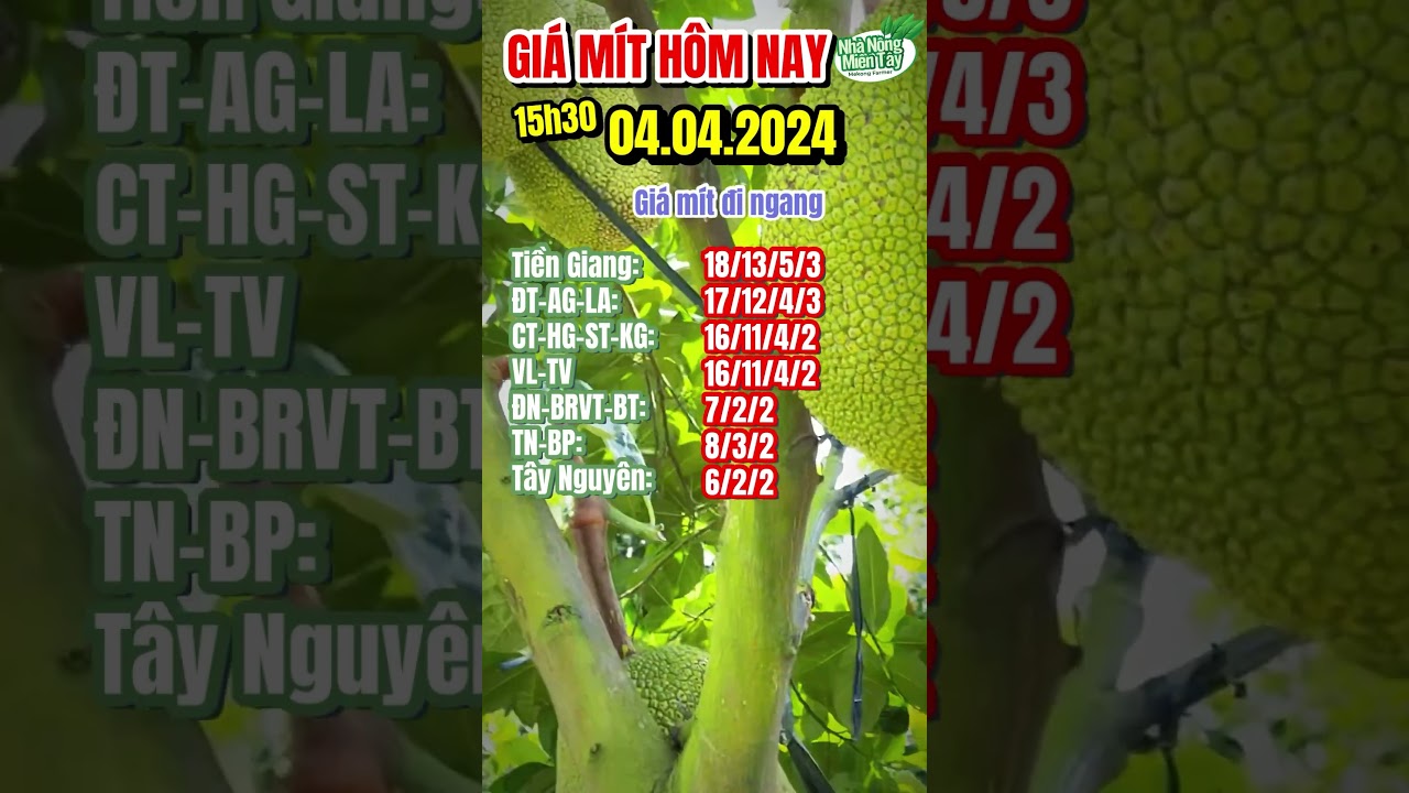 Thai jackfruit prices today