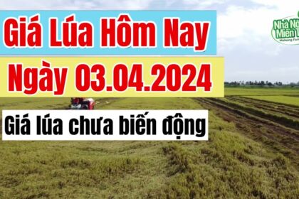 rice and paddy prices