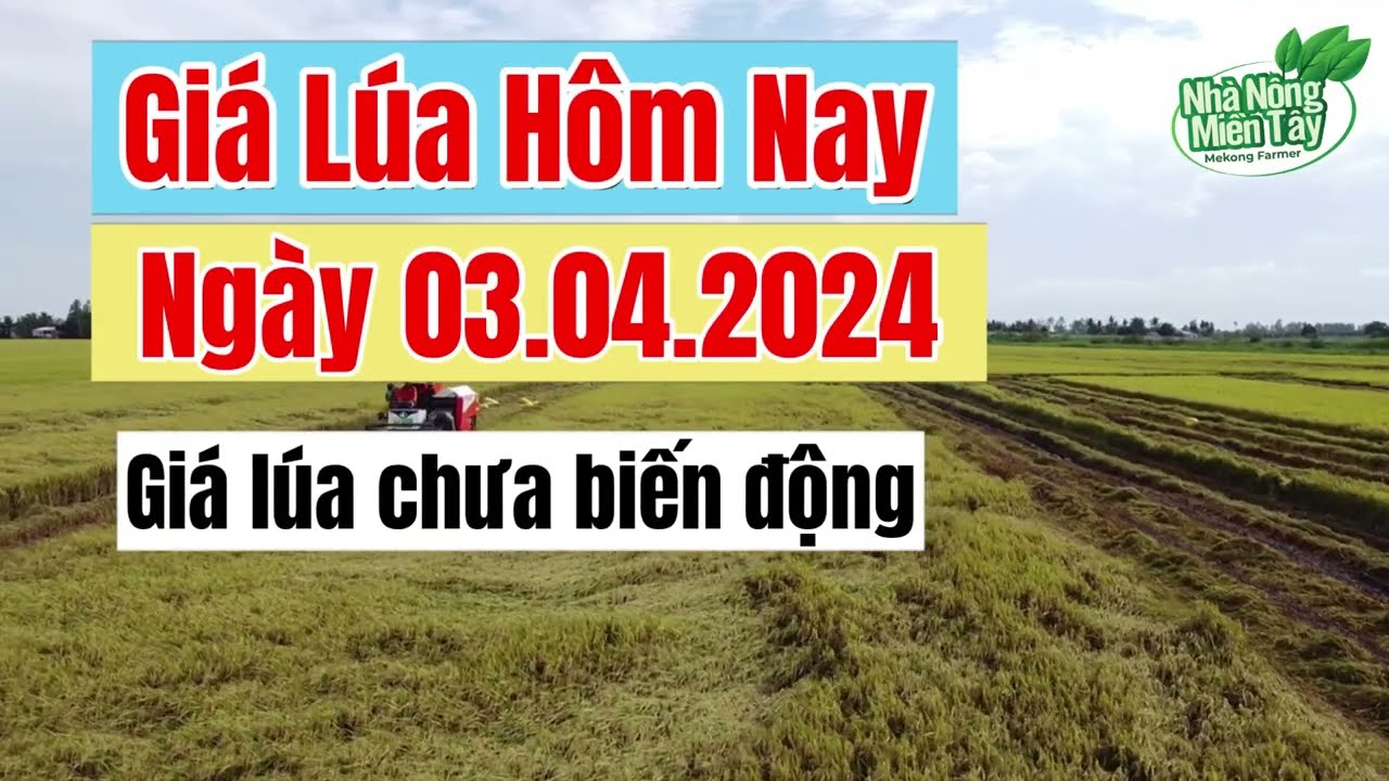rice and paddy prices