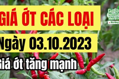 chili price October 3, 2023