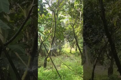 jackfruit farming