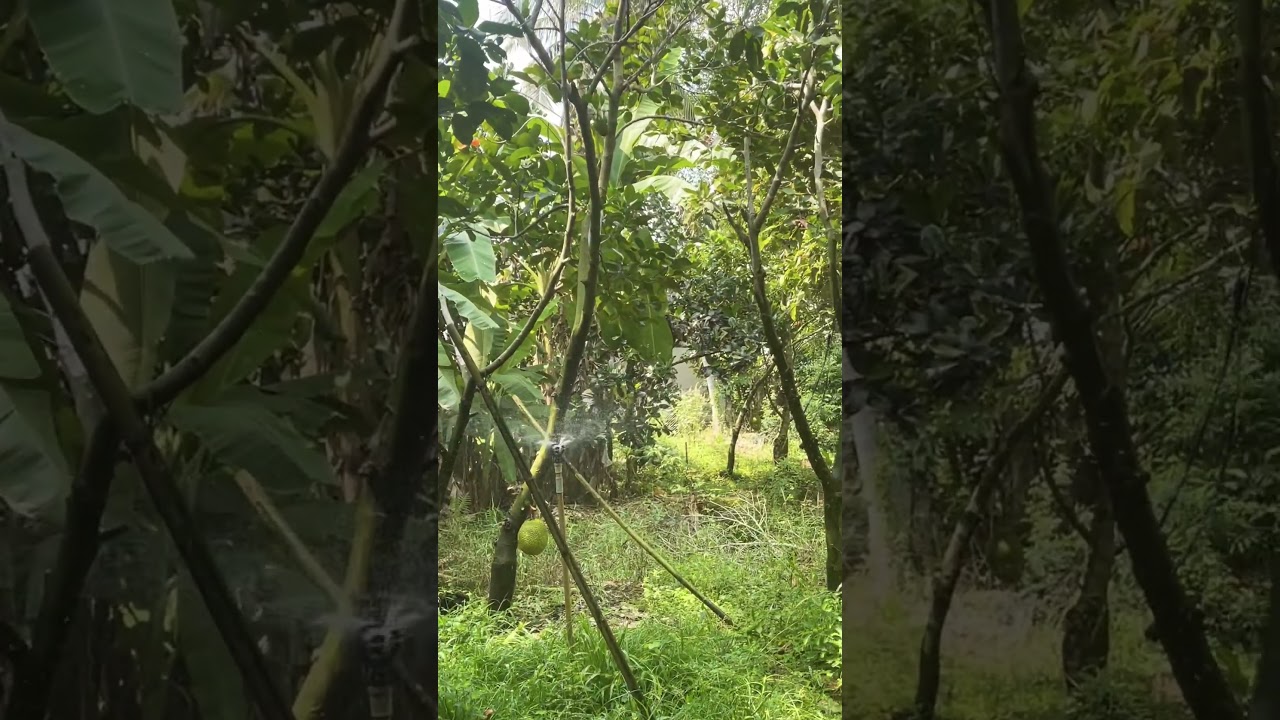 jackfruit farming