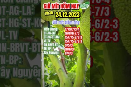 Thai jackfruit prices today