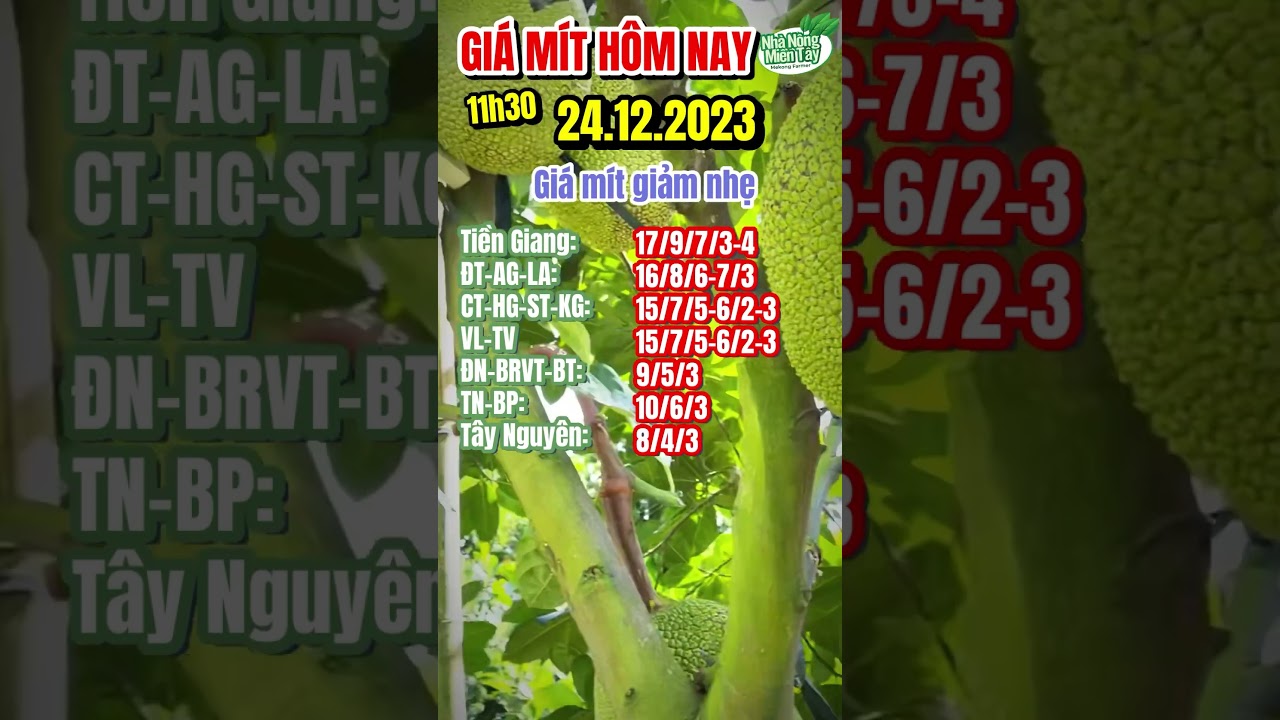 Thai jackfruit prices today