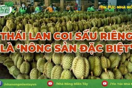 Durian prices