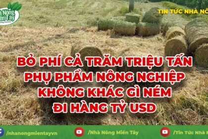 Rice news