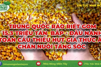 Rice prices