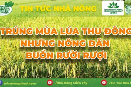 Rice news