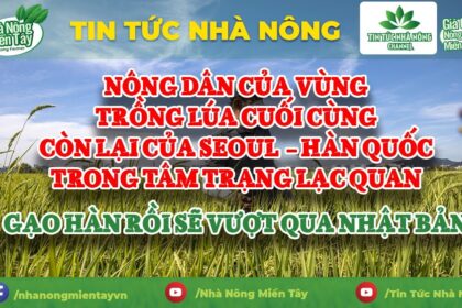 Rice news