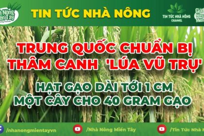 Rice news