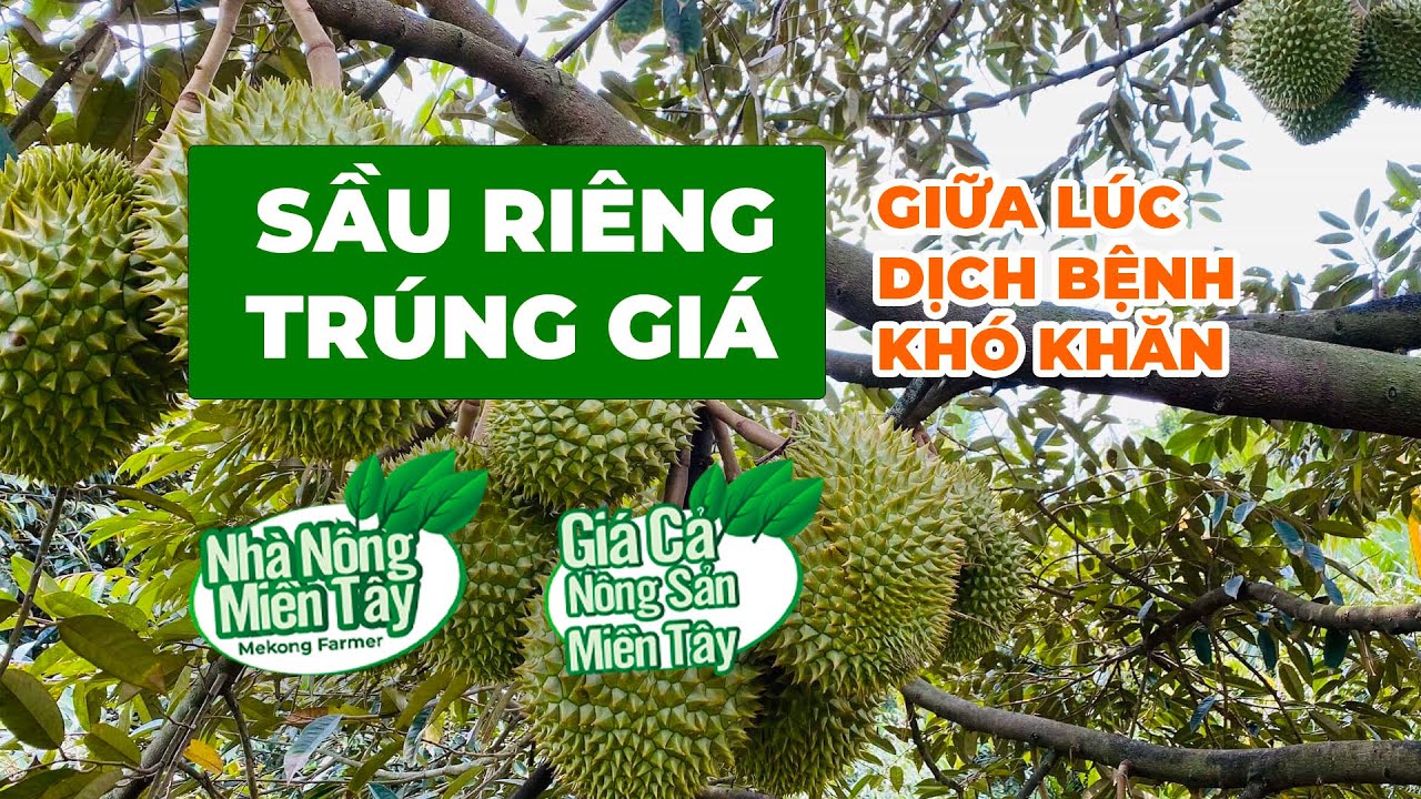 Durian prices