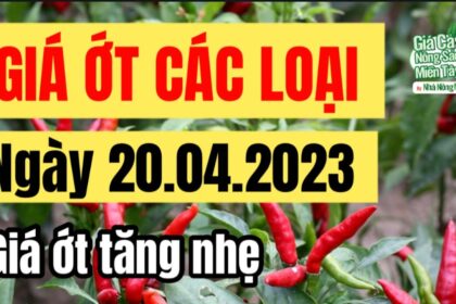 chili prices April 20, 2023