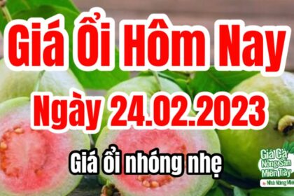 guava price February 24, 2023