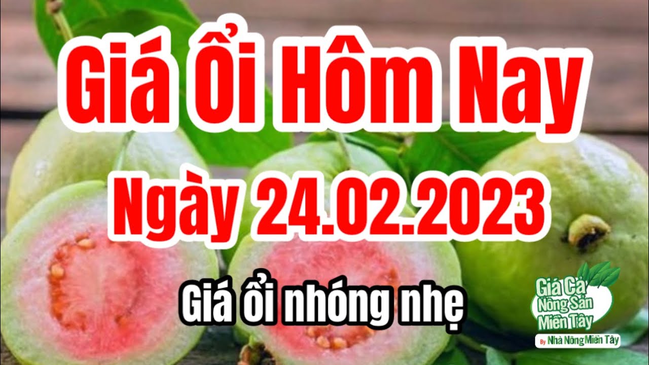 guava price February 24, 2023