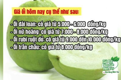guava price February 17, 2023