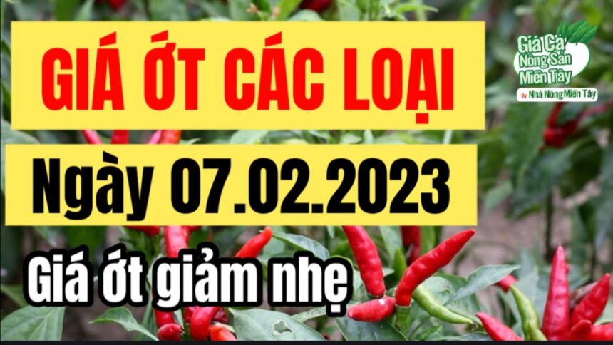 chili prices February 7, 2023