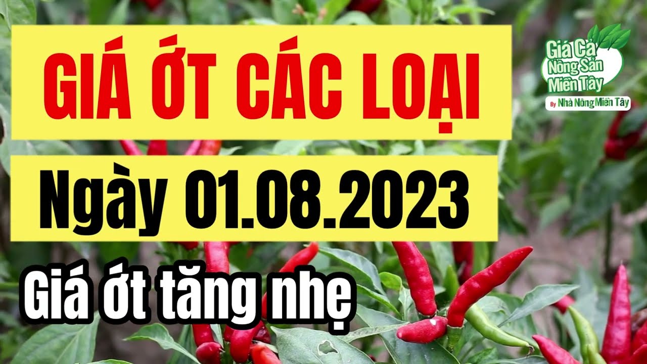 chili price August 1, 2023