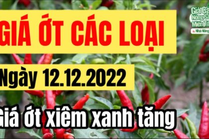 chili prices December 12, 2022