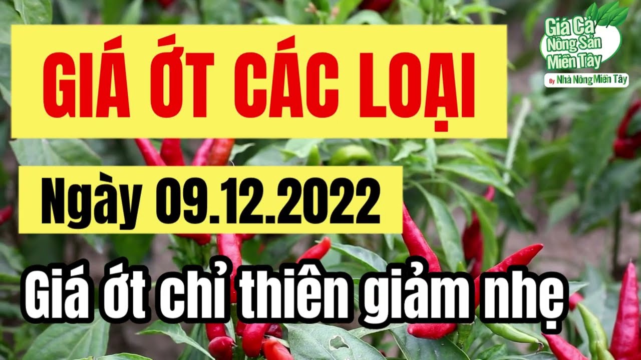chili prices December 9, 2022