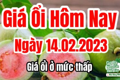 guava price February 14, 2023