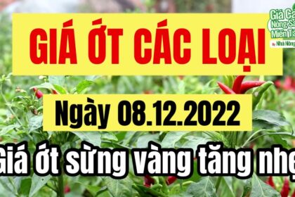 chili prices December 8, 2022