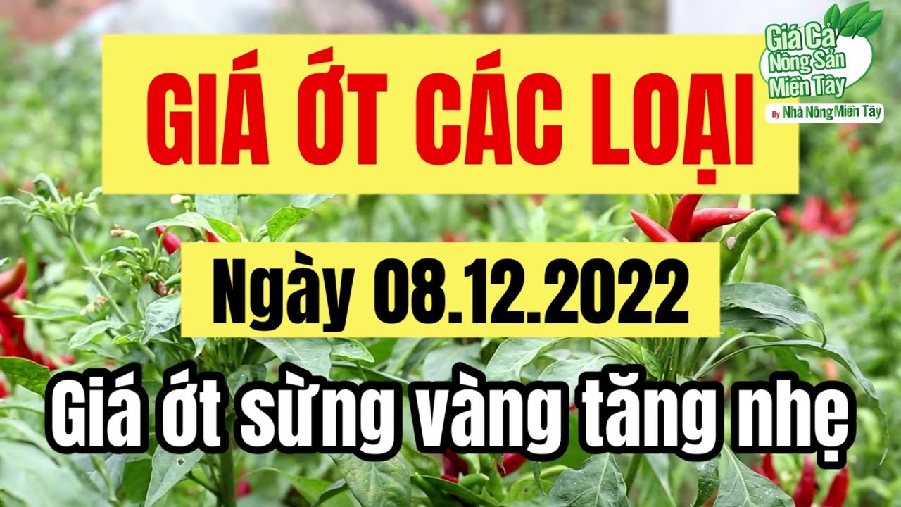 chili prices December 8, 2022