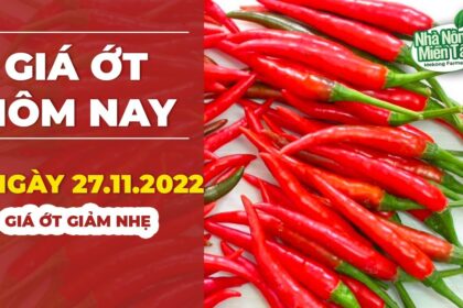 chili prices November 27, 2022