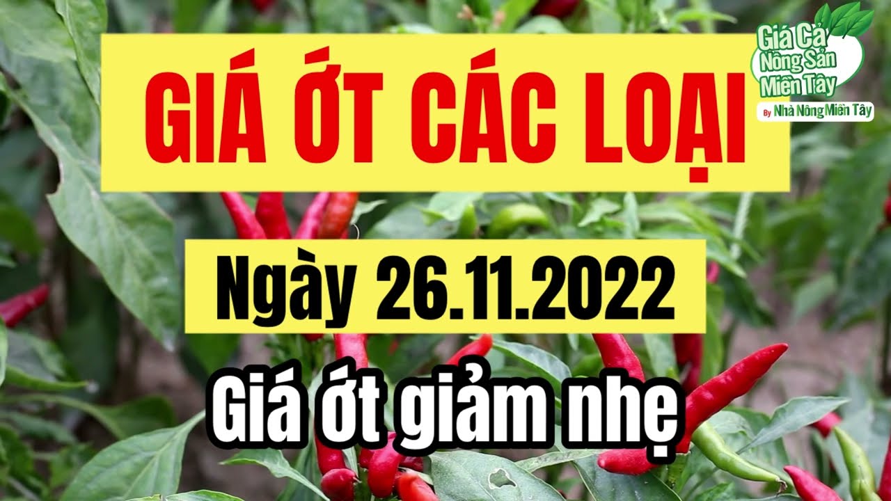 chili prices November 26, 2022