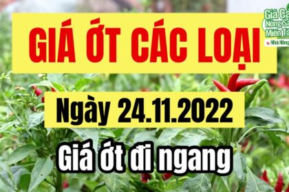 chili prices November 24, 2022