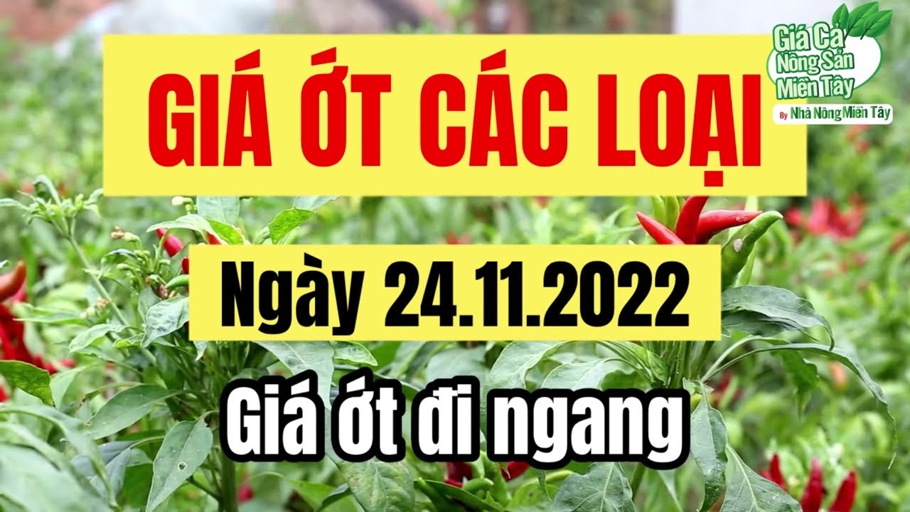 chili prices November 24, 2022
