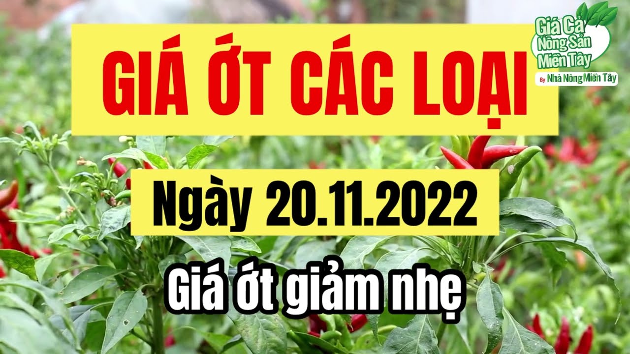 chili prices November 20, 2022