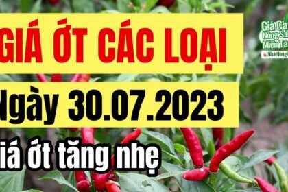 chili price July 30, 2023
