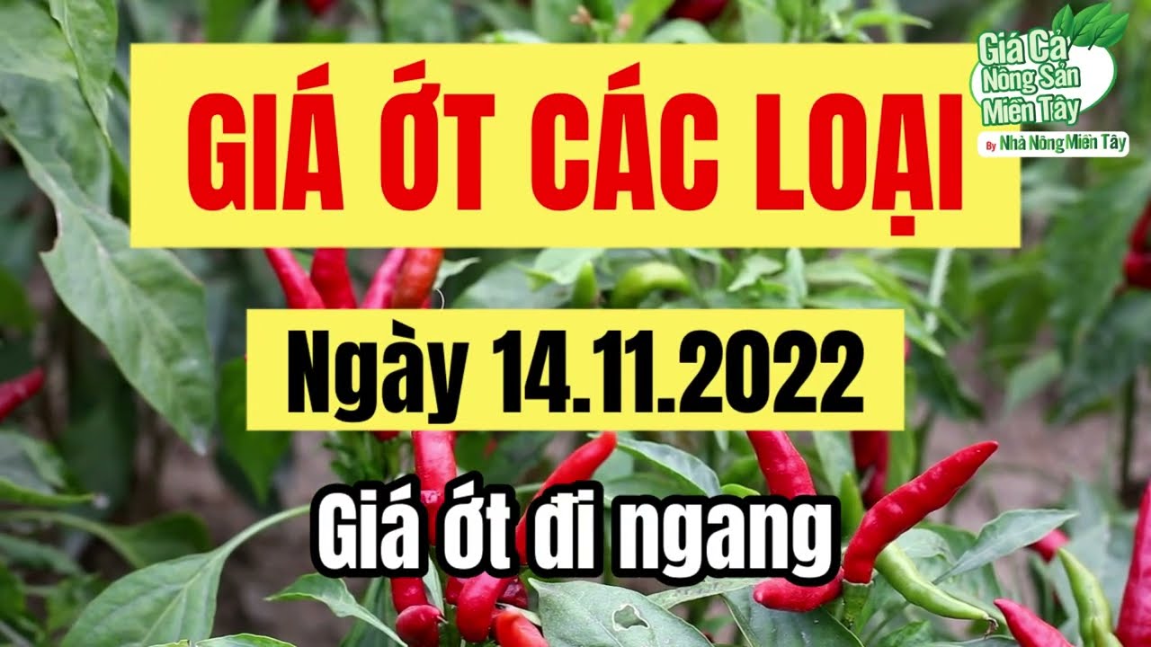 chili prices November 14, 2022