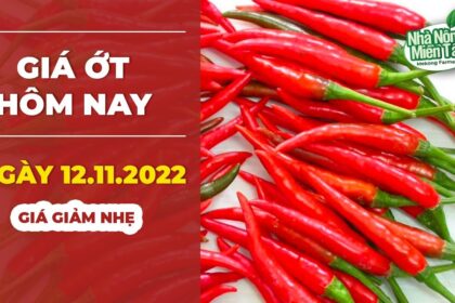 chili prices November 12, 2022