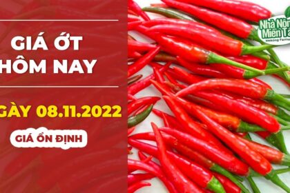 chili prices November 8, 2022