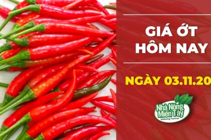 chili prices October 3, 2022