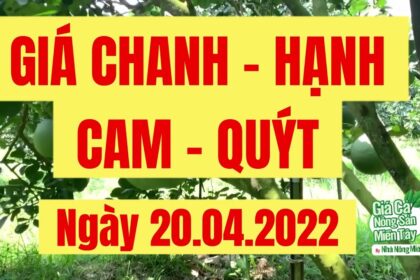 lime, calamansi, orange and mandarin price April 20, 2022